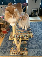two maine coons
